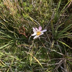 Celmisia sp. Pulchella (M.Gray & C.Totterdell 7079) Australian National Herbarium at Cotter River, ACT - 11 Mar 2023 04:45 PM