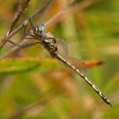 Unidentified Dragonfly (Anisoptera) at Braemar, NSW - 3 Mar 2023 by Curiosity