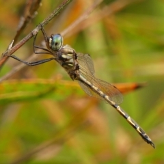 Hemicordulia australiae (Australian Emerald) at Braemar, NSW - 3 Mar 2023 by Curiosity