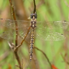 Hemicordulia australiae at Braemar, NSW - 3 Mar 2023 12:13 PM