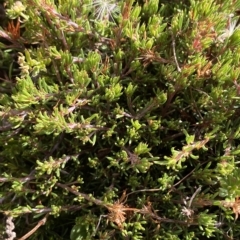 Pultenaea fasciculata (Bundled Bush-pea) at Namadgi National Park - 11 Mar 2023 by Tapirlord