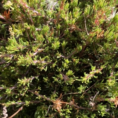 Pultenaea fasciculata (Bundled Bush-pea) at Cotter River, ACT - 11 Mar 2023 by Tapirlord