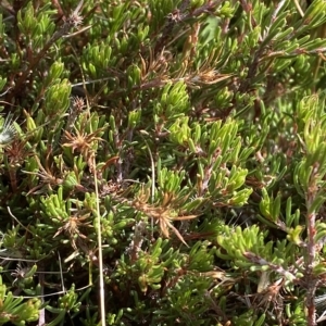 Pultenaea fasciculata at Cotter River, ACT - 11 Mar 2023 04:45 PM