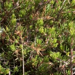 Pultenaea fasciculata at Cotter River, ACT - 11 Mar 2023