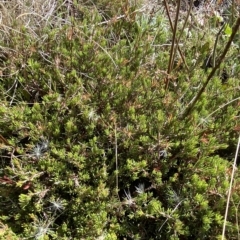 Pultenaea fasciculata at Cotter River, ACT - 11 Mar 2023