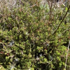 Pultenaea fasciculata at Cotter River, ACT - 11 Mar 2023 04:45 PM