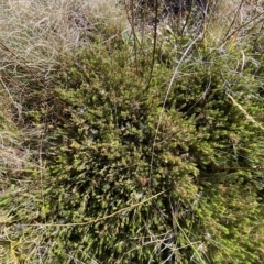 Pultenaea fasciculata at Cotter River, ACT - 11 Mar 2023