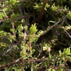 Pultenaea fasciculata at Cotter River, ACT - 11 Mar 2023 04:45 PM