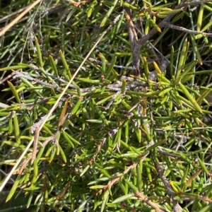 Grevillea australis at Cotter River, ACT - 11 Mar 2023