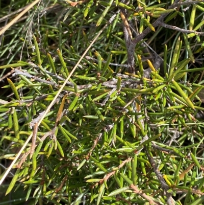 Grevillea australis (Alpine Grevillea) at Namadgi National Park - 11 Mar 2023 by Tapirlord