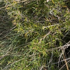 Grevillea australis at Cotter River, ACT - 11 Mar 2023