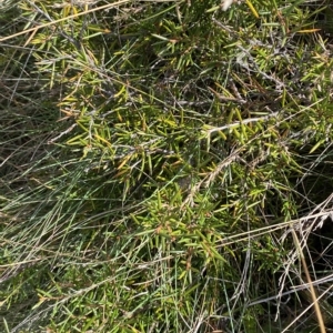 Grevillea australis at Cotter River, ACT - 11 Mar 2023 04:14 PM