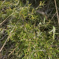 Grevillea australis at Cotter River, ACT - 11 Mar 2023 04:14 PM