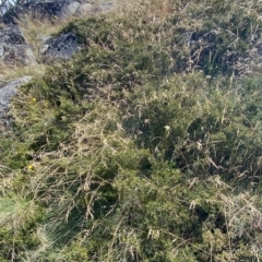 Grevillea australis at Cotter River, ACT - 11 Mar 2023