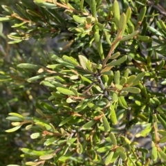 Grevillea australis (Alpine Grevillea) at Cotter River, ACT - 11 Mar 2023 by Tapirlord