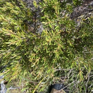 Grevillea australis at Cotter River, ACT - 11 Mar 2023
