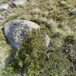 Grevillea australis at Cotter River, ACT - 11 Mar 2023