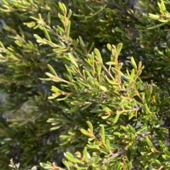 Grevillea australis at Cotter River, ACT - 11 Mar 2023