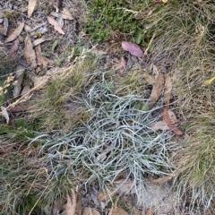 Celmisia pugioniformis (Dagger-leaf Snow Daisy) at Namadgi National Park - 11 Mar 2023 by Tapirlord