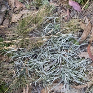 Celmisia pugioniformis at Bimberi, NSW - 11 Mar 2023