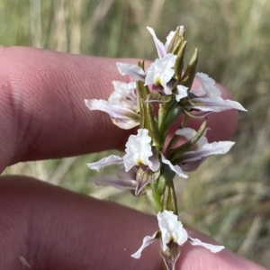 Paraprasophyllum alpestre at Cotter River, ACT - suppressed