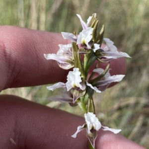 Paraprasophyllum alpestre at Cotter River, ACT - suppressed