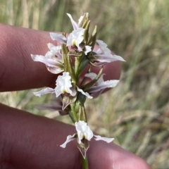 Paraprasophyllum alpestre at Cotter River, ACT - suppressed