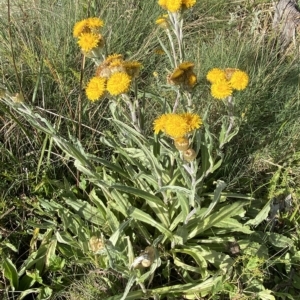 Podolepis laciniata at Cotter River, ACT - 11 Mar 2023