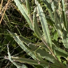 Podolepis laciniata at Cotter River, ACT - 11 Mar 2023