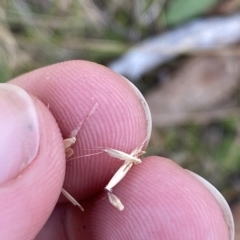 Rytidosperma nudiflorum at Bimberi, NSW - 11 Mar 2023