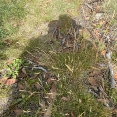 Rytidosperma nudiflorum at Bimberi, NSW - 11 Mar 2023