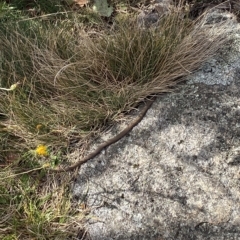 Drysdalia coronoides (White-lipped Snake) at Bimberi, NSW - 11 Mar 2023 by Tapirlord