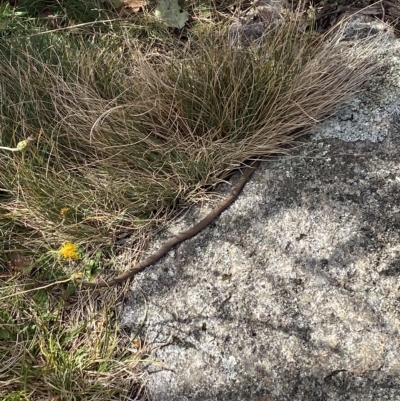 Drysdalia coronoides (White-lipped Snake) at Kosciuszko National Park - 11 Mar 2023 by Tapirlord