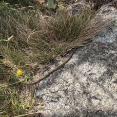 Drysdalia coronoides at Bimberi, NSW - 11 Mar 2023 03:57 PM