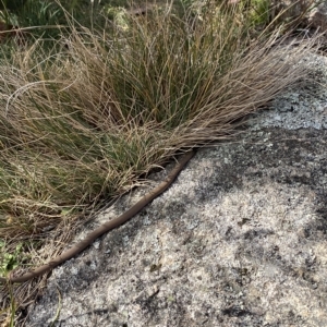 Drysdalia coronoides at Bimberi, NSW - 11 Mar 2023