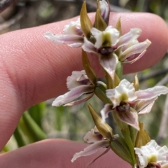 Paraprasophyllum alpestre (Mauve leek orchid) at Cotter River, ACT - 11 Mar 2023 by Tapirlord