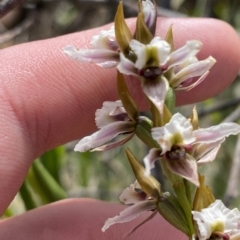 Prasophyllum alpestre (Mauve leek orchid) at Namadgi National Park - 11 Mar 2023 by Tapirlord