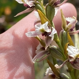 Paraprasophyllum alpestre at Cotter River, ACT - 11 Mar 2023