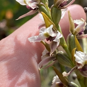 Paraprasophyllum alpestre at Cotter River, ACT - 11 Mar 2023