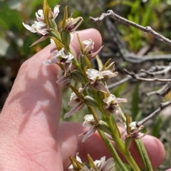 Paraprasophyllum alpestre at Cotter River, ACT - 11 Mar 2023