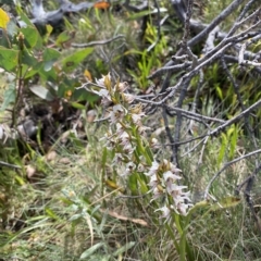 Paraprasophyllum alpestre at Cotter River, ACT - 11 Mar 2023