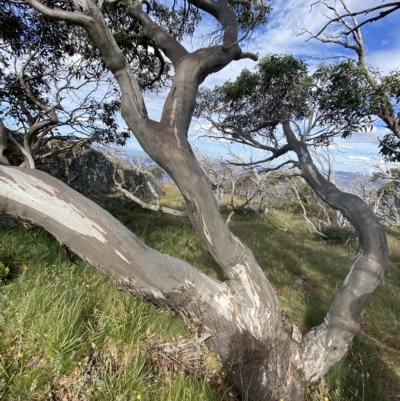 Eucalyptus pauciflora subsp. niphophila (Alpine Snow Gum) at Namadgi National Park - 11 Mar 2023 by Tapirlord