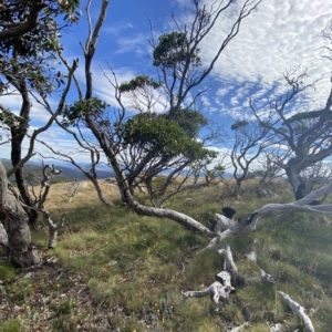 Eucalyptus pauciflora subsp. niphophila at Namadgi National Park - 11 Mar 2023