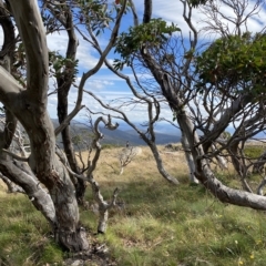 Eucalyptus pauciflora subsp. niphophila at Namadgi National Park - 11 Mar 2023 03:55 PM