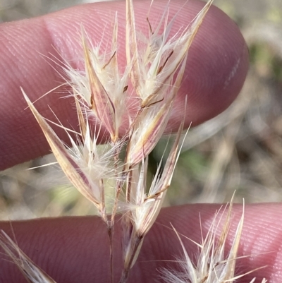 Rytidosperma oreophilum (Wallaby Grass) at Bimberi, NSW - 11 Mar 2023 by Tapirlord