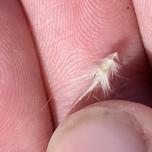 Rytidosperma oreophilum at Bimberi, NSW - 11 Mar 2023