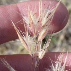 Rytidosperma oreophilum at Bimberi, NSW - 11 Mar 2023 03:51 PM