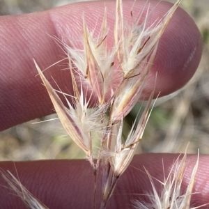 Rytidosperma oreophilum at Bimberi, NSW - 11 Mar 2023