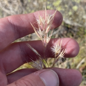 Rytidosperma oreophilum at Bimberi, NSW - 11 Mar 2023