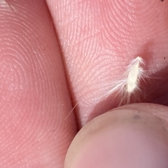 Rytidosperma oreophilum at Bimberi, NSW - 11 Mar 2023